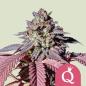 Preview: Royal Queen Seeds - Purple Queen 3 Seeds