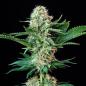 Preview: Royal Cookies aka Girl Scout Cookies