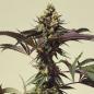 Preview: Royal Cookies aka Girl Scout Cookies