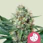 Preview: Royal Cookies aka Girl Scout Cookies