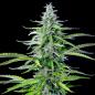 Preview: Royal Queen Seeds - Royal Cookies Auto 3 Seeds