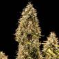 Preview: Royal Queen Seeds - Royal Cookies Auto 3 Seeds
