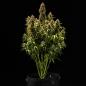 Preview: Royal Queen Seeds - Royal Cookies Auto 3 Seeds