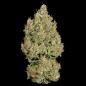 Preview: Royal Queen Seeds - Royal Cookies Auto 3 Seeds