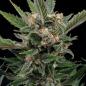 Preview: Royal Queen Seeds - Royal Gorilla 3 Seeds