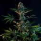 Preview: Royal Queen Seeds - Royal Gorilla 3 Seeds