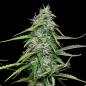 Preview: Royal Queen Seeds - Royal Gorilla Auto 3 Seeds
