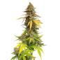 Preview: Royal Queen Seeds - Special Queen1 - 3 Seeds