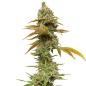 Preview: Royal Queen Seeds - Special Queen1 - 3 Seeds