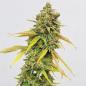 Preview: Royal Queen Seeds - Special Queen1 - 3 Seeds