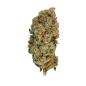 Preview: Royal Queen Seeds - Special Queen1 - 3 Seeds