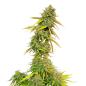 Preview: Royal Queen Seeds - Special Queen1 - 3 Seeds