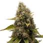 Preview: Royal Queen Seeds - White Widow 3 Seeds