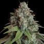 Preview: Royal Queen Seeds - White Widow 3 Seeds
