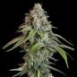 Preview: Royal Queen Seeds - White Widow 3 Seeds