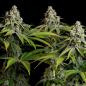 Preview: Royal Queen Seeds - White Widow 3 Seeds