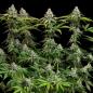 Preview: Royal Queen Seeds - White Widow 3 Seeds