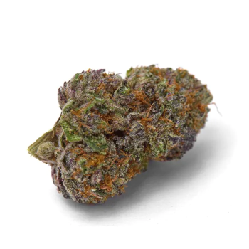 Grower Choice "Purple Dosi Punch" 5 Seeds feminisiert + 2 gratis