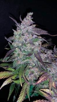 420 Fast Buds Blueberry Auto 5 Stk feminisiert