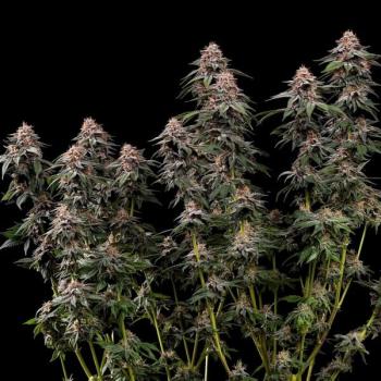 Amnesia Haze 3 Seeds