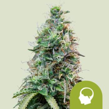 Amnesia Haze Auto 3 Seeds