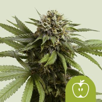 Royal Queen Seeds - Apple Fritter 3 Seeds