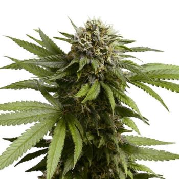 Royal Queen Seeds - Apple Fritter 3 Seeds
