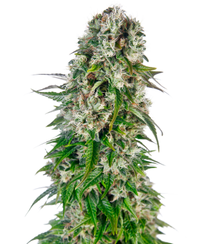 Big Bud - auto. 3St.