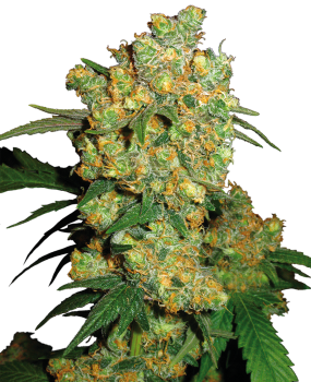Big Bud - fem. (3St.)