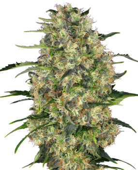 Black Domina - fem.