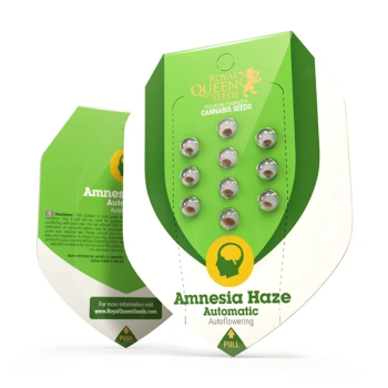 Amnesia Haze Auto 3 Seeds