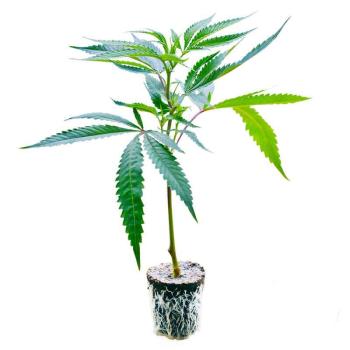 Banana Monkey Hanfstecklinge