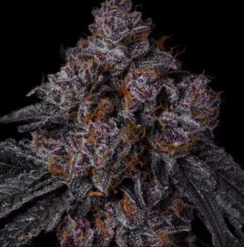 Permanent Marker, Seedjunky Genetics x Doja exclusive cut Hanfstecklinge