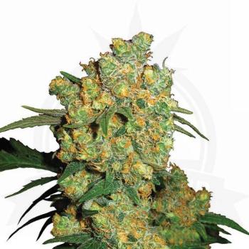 Big Bud Hanfstecklinge