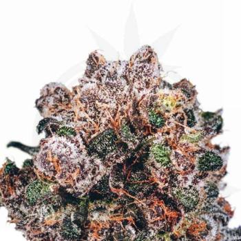 Blueberry Haze Hanfstecklinge
