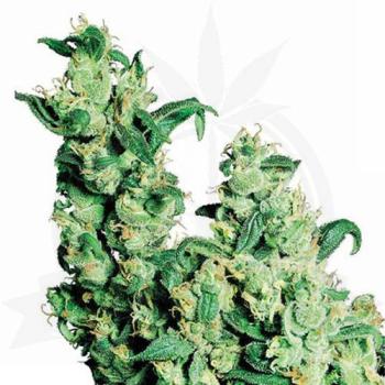 Jack Herer Hanfstecklinge
