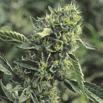 OG Kush Hanfstecklinge