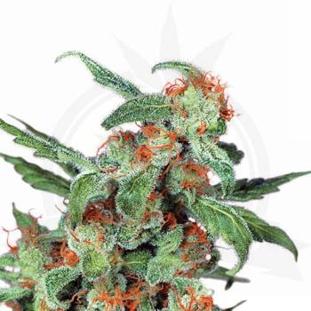 Orange Bud Hanfstecklinge