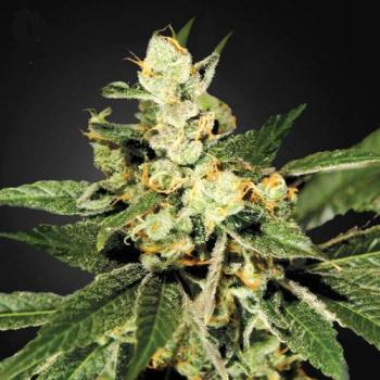 TrainWreck Hanfstecklinge