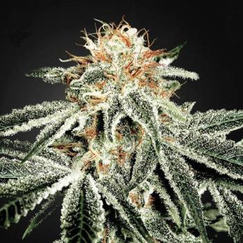 White Widow Hanfstecklinge