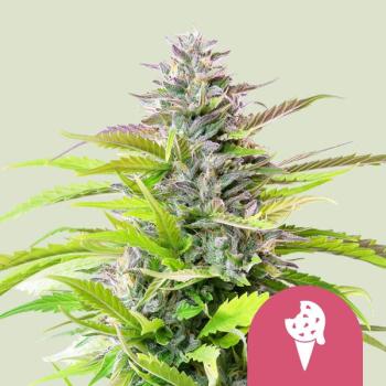 Cookies Gelato 3 Seeds