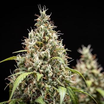 Cookies Gelato Auto 3 Seeds