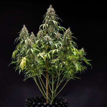Cookies Gelato Auto 3 Seeds