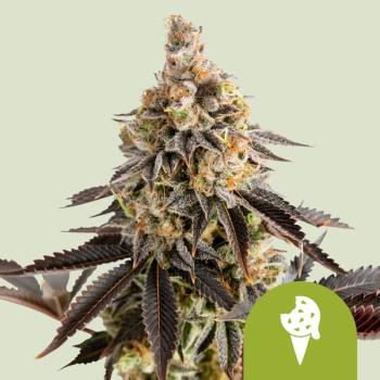 Cookies Gelato Auto 3 Seeds