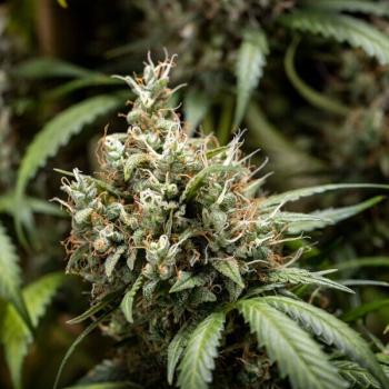 Cookies Gelato Auto 3 Seeds