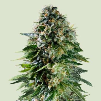 Corkscrew Auto 3 Seeds