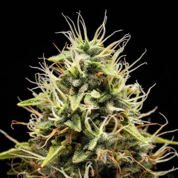 Corkscrew Auto 3 Seeds