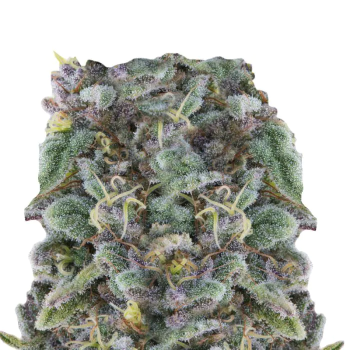 Zkittlez 5 Seeds + 2 gratis