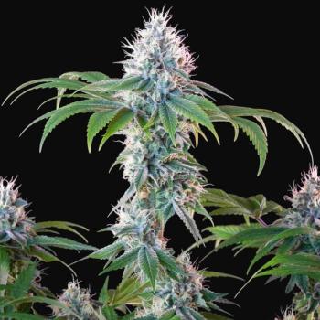 Dynamite Diesel 3 Seeds