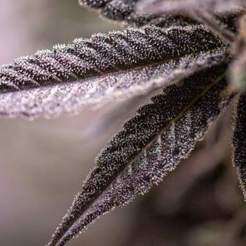 Dynamite Diesel 3 Seeds